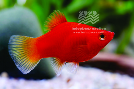 Xiphophorus Maculatus Red